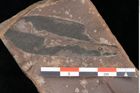 Foto (Detailsansicht) von Plantae indet. (NHMW-GEO-2024-0188-0792a)